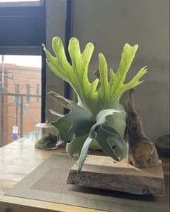 P.willinckii cloud series pupのサムネイル