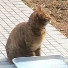 さくら様専用のサムネイル