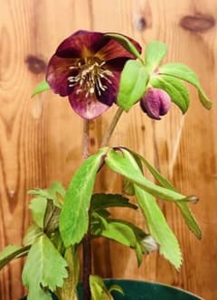 [정규 태그] 미스틱 ss 오키 나세리 크리스마스 로즈