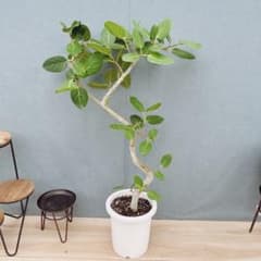 現品］28番 フィカス ベンガレンシス 曲がり 8号 観葉植物 室内 大型