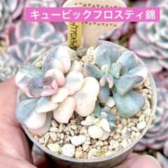 【サービス品@2980】キュービックフロスティ錦(4頭) サービス品@2980】キュービックフロスティ錦(4頭) - メルカリ