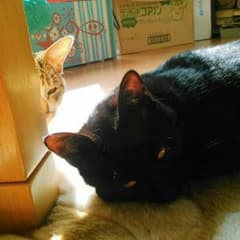 ゆーぽん専用のサムネイル