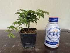 獅子頭もみじ ししがしらもみじ - メルカリ