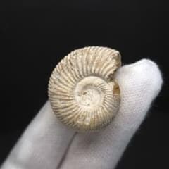 極上 アンモナイト ペリスフィンクテス 化石 本物 23.14mm anp124