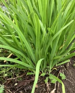 新鮮ニラ苗 無農薬　家庭菜園のサムネイル