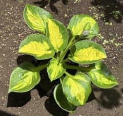 中型種 ギボウシ / ホスタ サンセットグルーブ 苗 1芽 m15964122672_1.jpg?1780895784