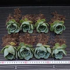多肉植物 七福神 抜き苗８株のサムネイル