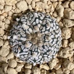 5年目の実生ミラクル兜 8ー14 扁平大株 Vアロー 抜き苗 義援金