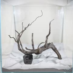 ブラックスマトラブランチ【BSB236】アクアリウム まとめ買い対応可