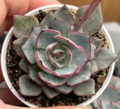 美苗 ストリクチフローラノヴァ エケベリア 多肉植物 - メルカリ