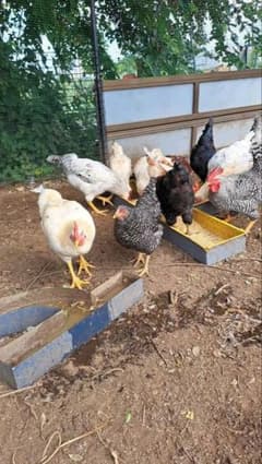 平飼有精卵 40個のサムネイル