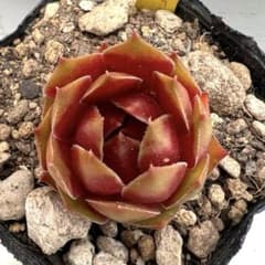 多肉植物 センペルビウム グリーンフィ No.73【黄】 - メルカリ