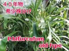 ビフルカッムcv.オールド 手をかけなくても格好良く成長します。株分け