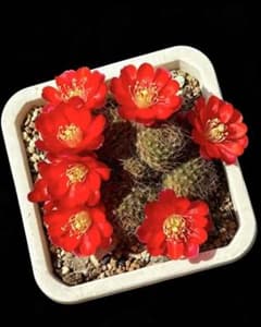 サボテン メディオロビビア♪カキコ1つ 紅梅 超人気 花サボテン メディオロビビア カキコ - メルカリ