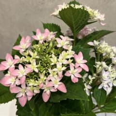 可愛い‼️アジサイふるふる♡4号♡２色セット♡メルカリ便 匿名配送】しゃーなし ちょっとあげる 全4種 フルコンプセット ガチャ 鉢花