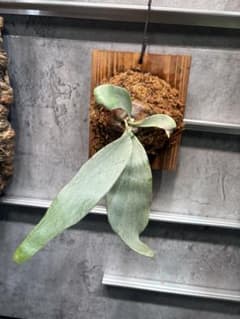 P.wilinckii cv.White boy ビカクシダ 晴花 - メルカリ
