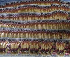 遊戯王OCG　BLAZING DOMINION　未開封パック　約278パック 遊戯王OCGデュエルモンスターズ BLAZING DOMINION BOX