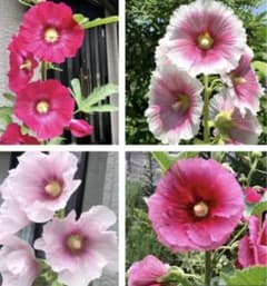 ホリホック　タチアオイ　花の種　ミックス30粒のサムネイル