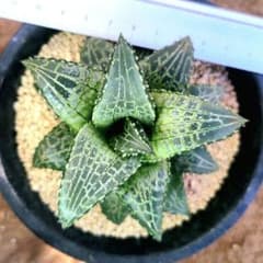 アロエ ハイブリッド Aloe hybrid 第四種 Ju3 | Shop at Mercari from