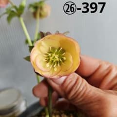 まる様にご提案苗㉖-397クリスマスローズ - メルカリ