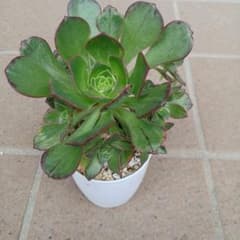 多肉植物 アエオニウム 彩蝶錦 抜き苗 - メルカリ