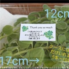 香り抜群☆アロマテイカスのサムネイル