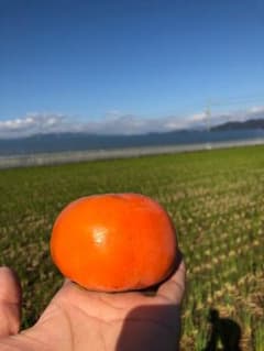 【甘味抜群！岐阜県産富有柿】家庭用1段 12個入りのサムネイル