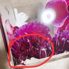 確認用のサムネイル