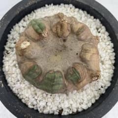 オベサ 木質化 鉢3号サイズのサムネイル
