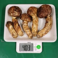 みかん様専用　岩手県産松茸　送料込みのサムネイル