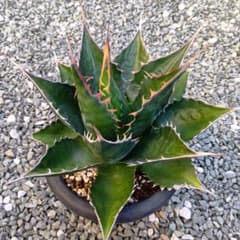 アガベ モンタナ 選抜株 約28cm - メルカリ