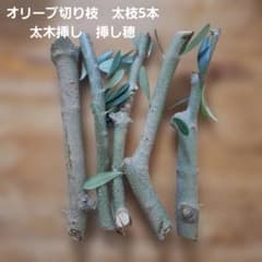 フレッシュ オリーブ 切り枝 太枝5本 太木挿し 挿し穂 挿木 無農薬