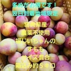 ❌翌日到着地域限定！宮崎県産　農薬不使用　福じいちゃんの　すもも　箱込み5キロのサムネイル