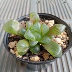 No.3 ハオルチア・オブツーサ 抜き苗 多肉植物 - メルカリ