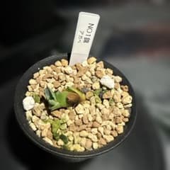 アガベ NO1 小型植物 黒鉢のサムネイル