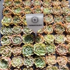 Top【選抜株】多肉植物 220718オウンスロー 105個 プラグトレー苗