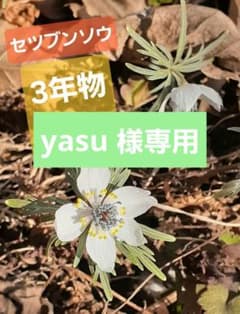 ☆セツブンソウ球根大玉と3年物7株セット☆ ☆セツブンソウ球根3年物！7株☆ - メルカリ