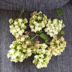 採れたてカシワバアジサイ❁のサムネイル