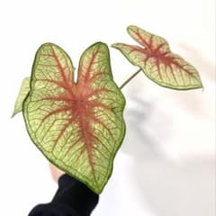 カラジウム トッツィ 大葉のサムネイル