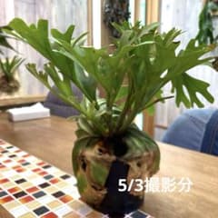 ビカクシダ　リドレイのサムネイル