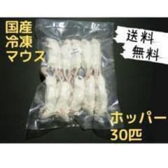 国産冷凍マウス ホッパー 30匹 (送料無料一部地域発送不可) - メルカリ
