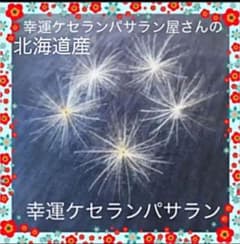 ☆ 大好評 ☆ 金運開運 ケセランパサラン 5個 ☆のサムネイル
