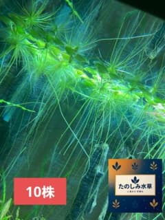 アマゾンフロッグピット 10株 水草 浮草のサムネイル