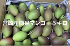 宮崎産摘果マンゴー5キロ - メルカリ