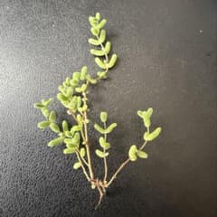 多肉植物 韓国苗 ドロサンテマム 氷晶 ①のサムネイル