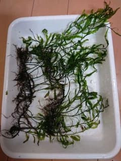 (水草)ボルビティスヒュデロッティのサムネイル