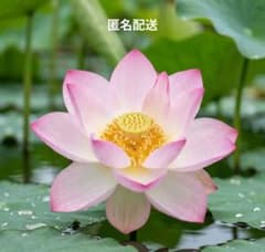 ☆発芽済☆ 蓮の苗 【3つ+補償苗１つ】のサムネイル