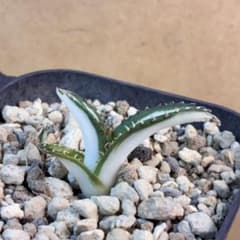 アガベ チタノタ 宝珠錦 白中斑 特選株 極白斑入り 超稀有 - メルカリ