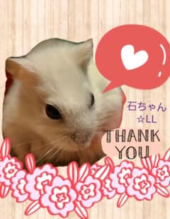 石ちゃん♡( ᴗ̤ .̮ ᴗ̤人) アリガトォ*•.❥*のサムネイル