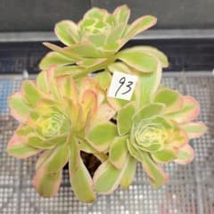 93 #観葉植物アエオニウム錦❤️富士雪錦❤️3大頭6-7 子芽14cm 拔き苗
